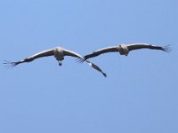Kranich (Grus grus)  16